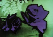 Purple Rose