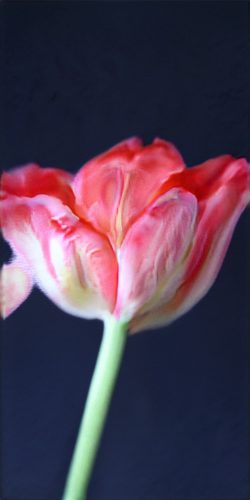 ridler-Mosaic(Virus)2019_Detail+2