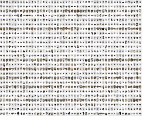 ridler-shell-record-2021