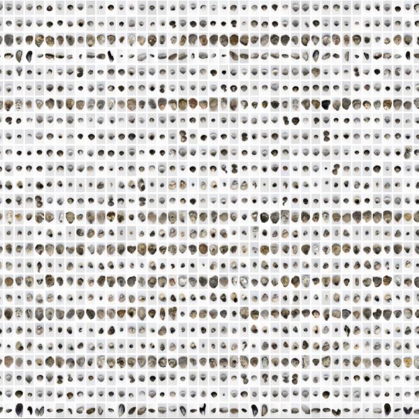 Anna Ridler, The Shell Record. Image dataset and moving image pieces generated by a GAN. 2021.